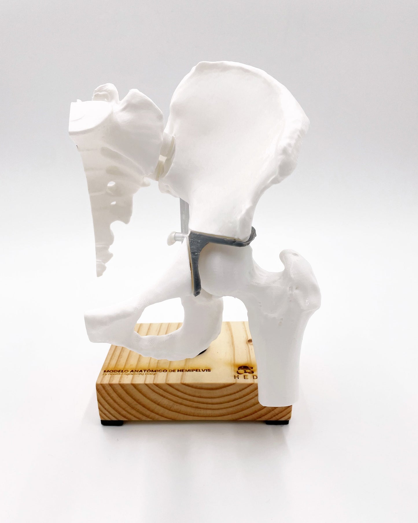 Modelo Hemipelvis