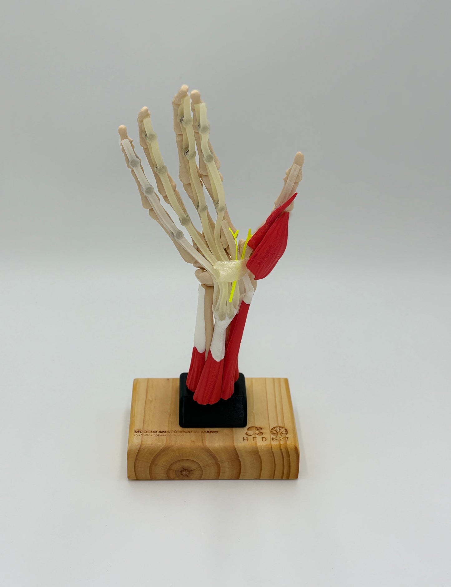 Modelo de Mano