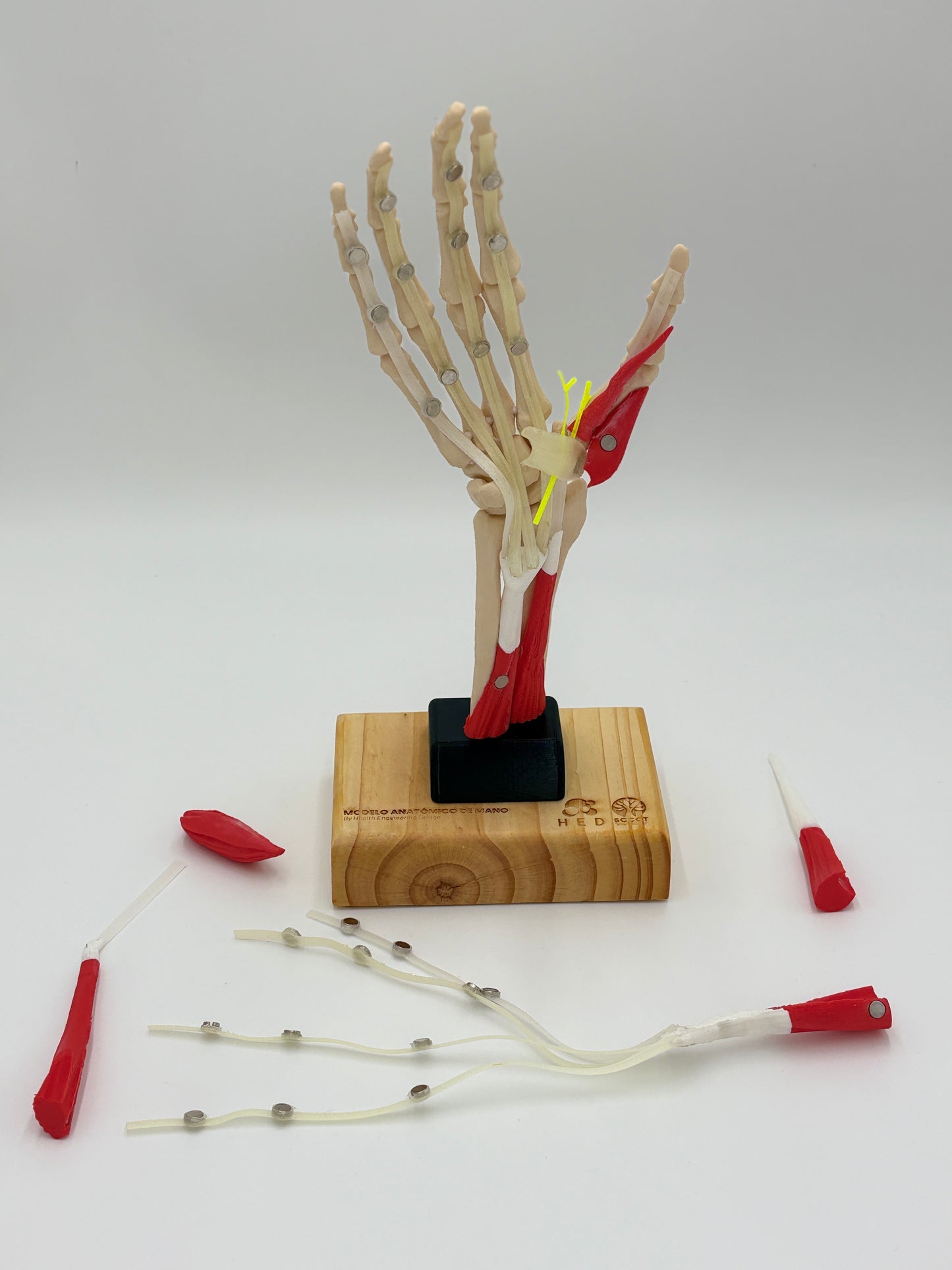 Modelo de Mano