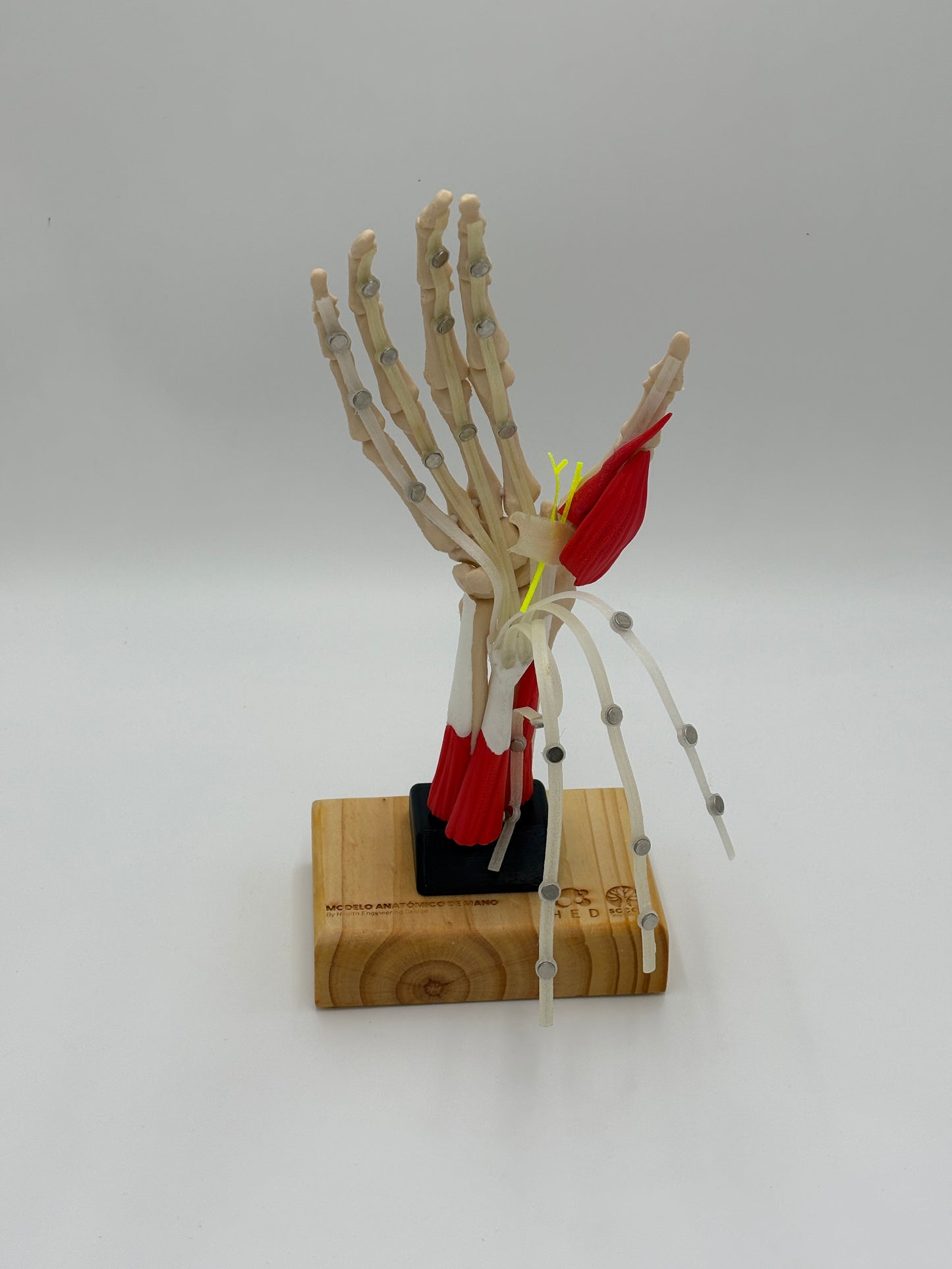 Modelo de Mano