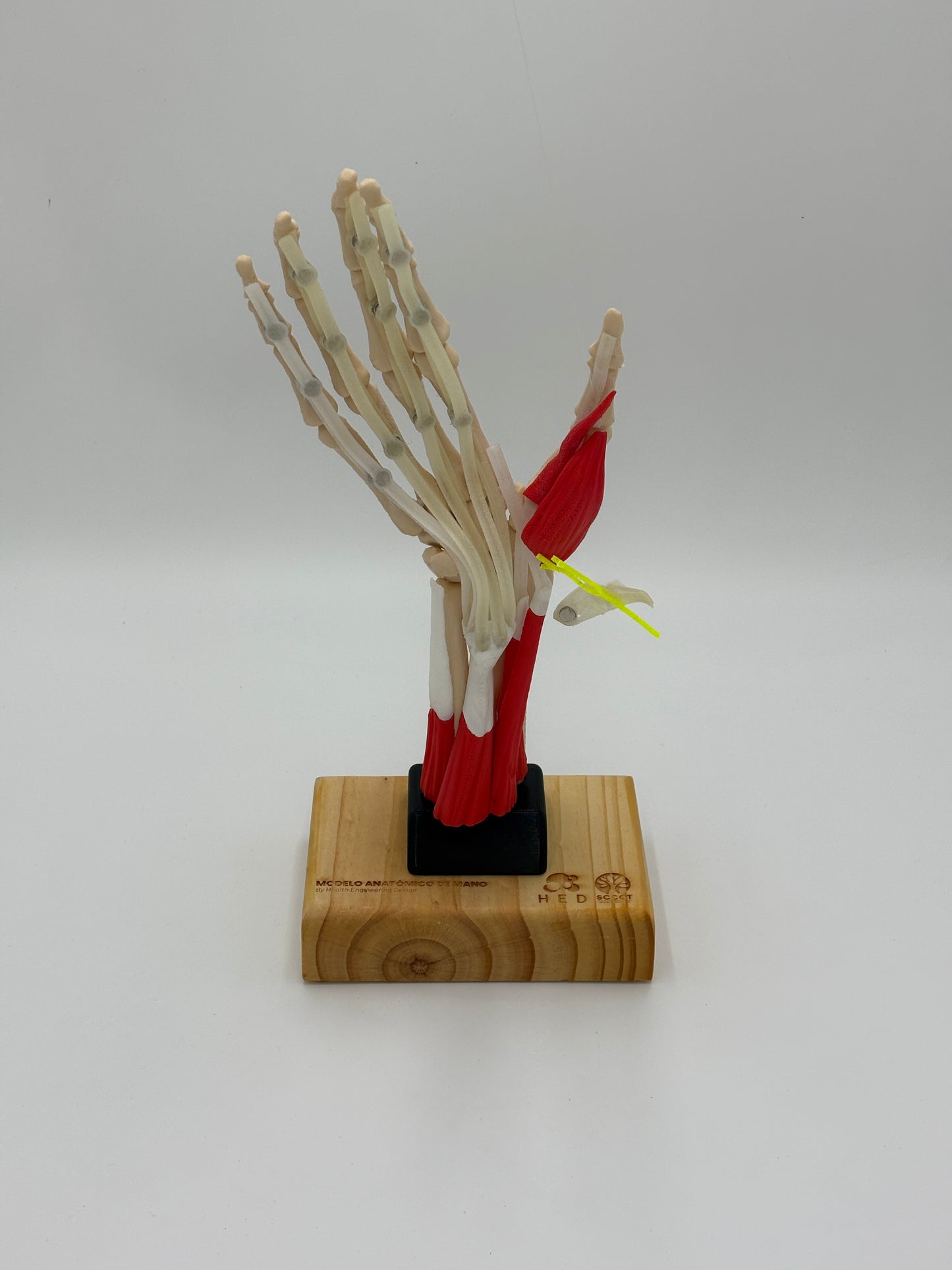 Modelo de Mano