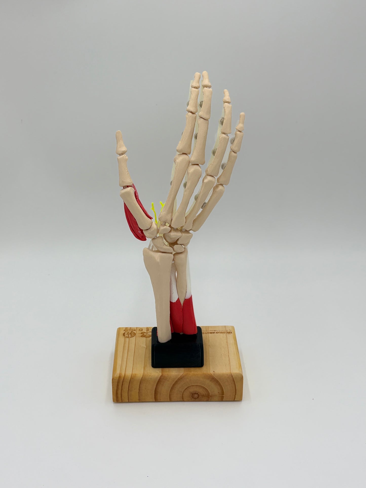 Modelo de Mano