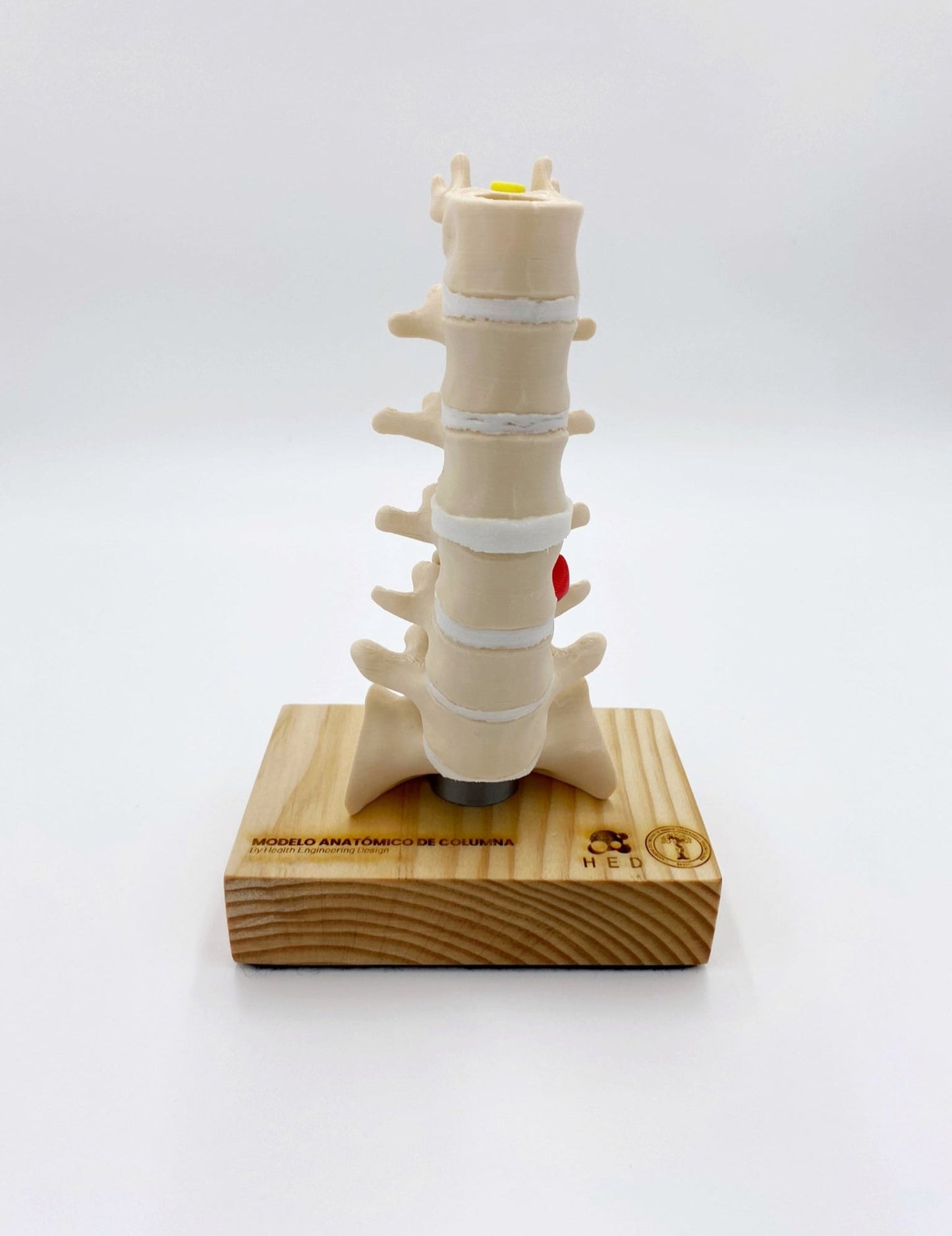 Modelo Lumbar