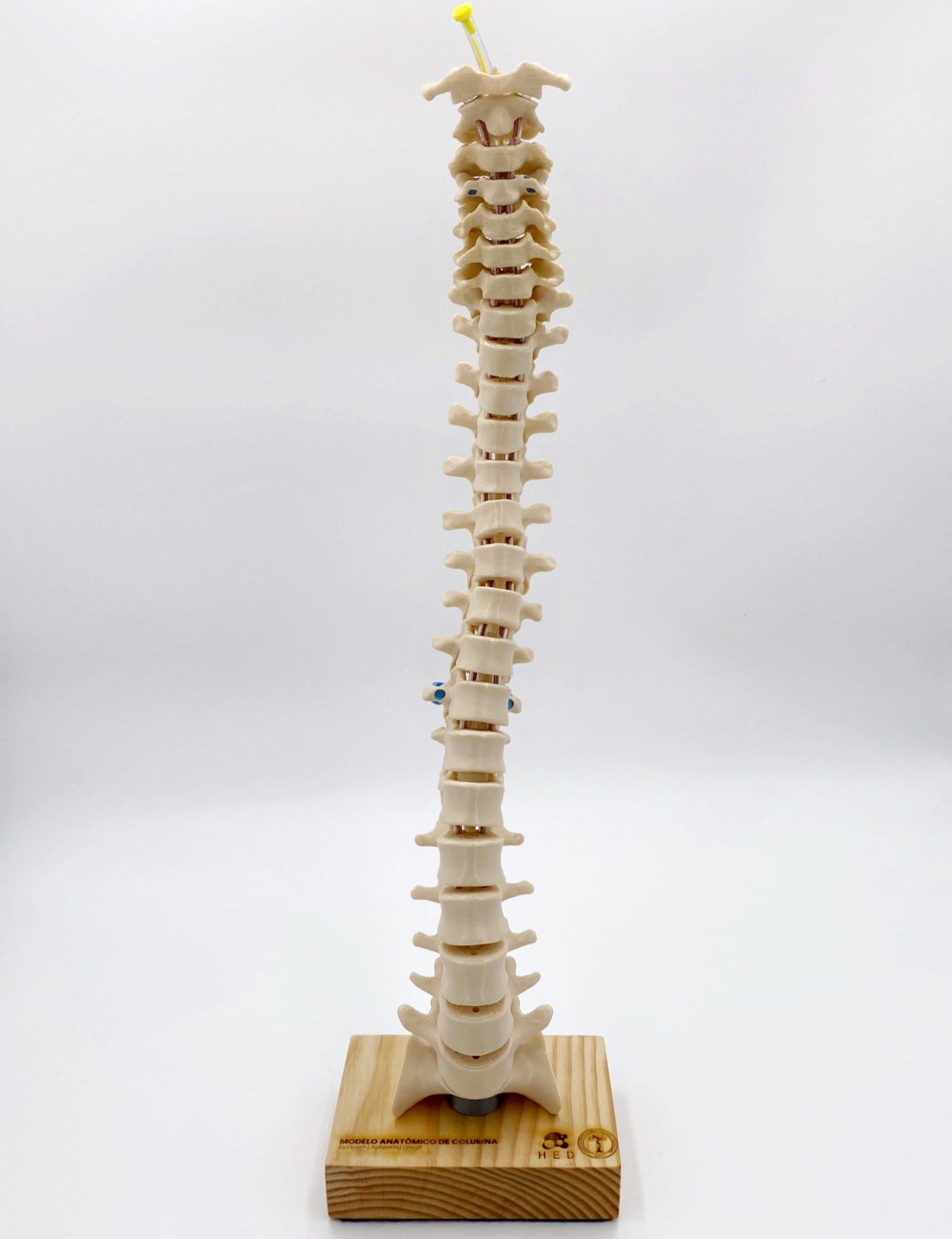 Modelo de Columna