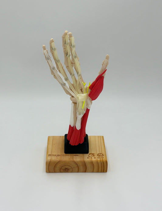Modelo de Mano