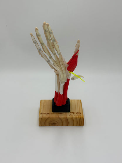 Modelo de Mano