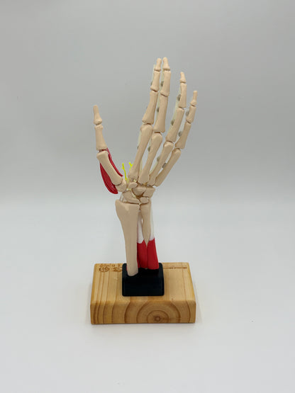 Modelo de Mano
