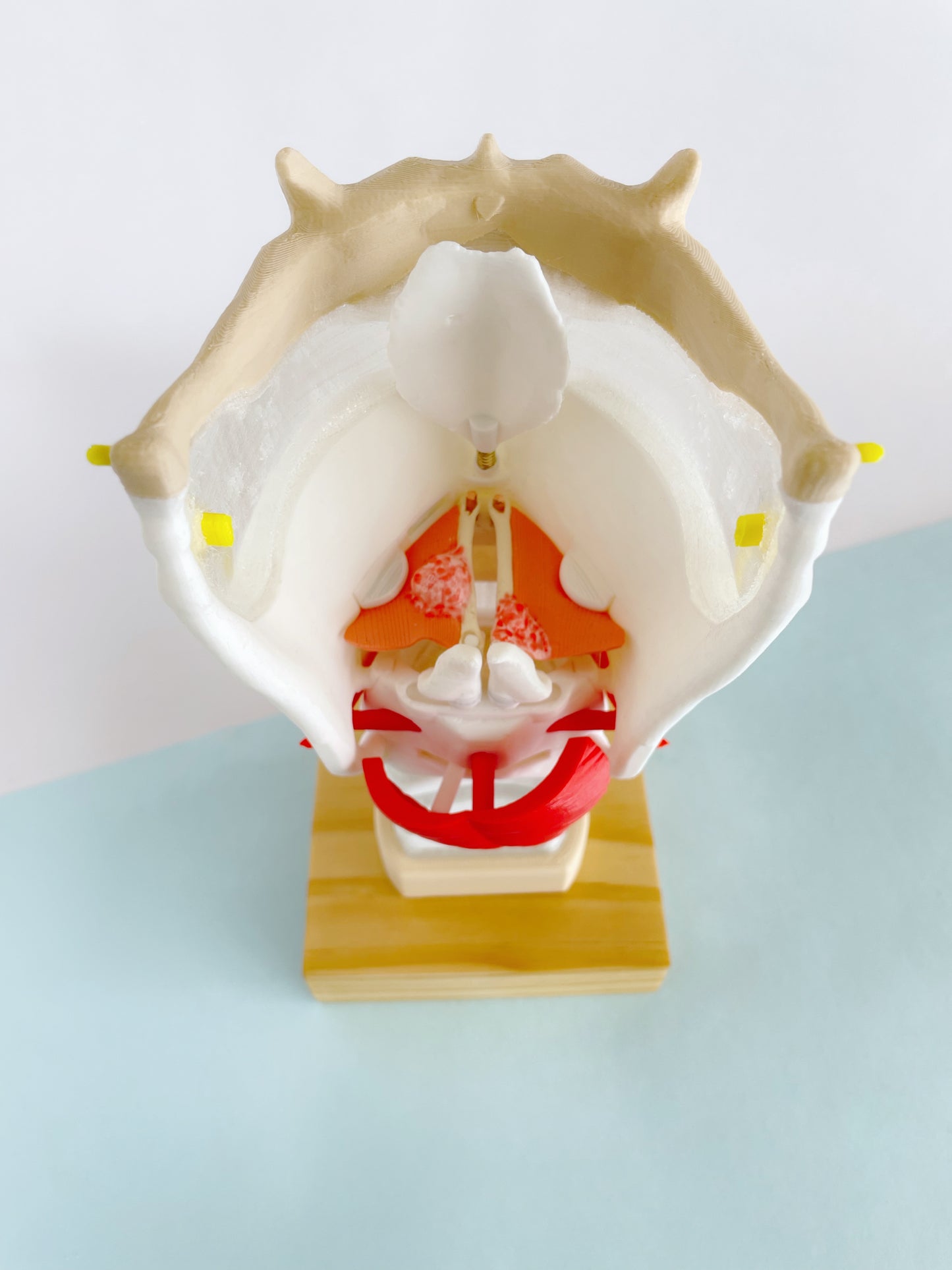 Cuerdas Vocales (Patologías)